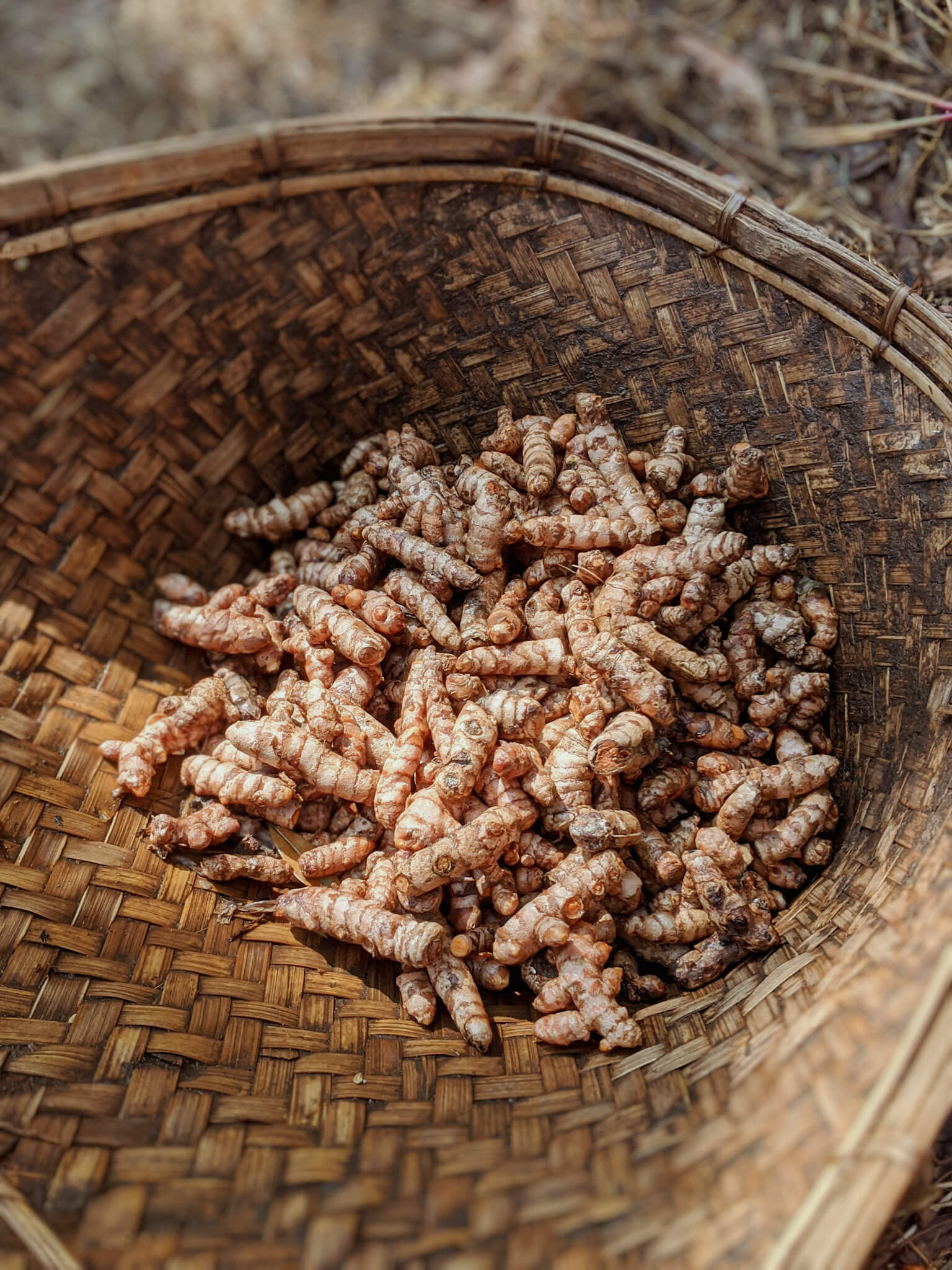 Purvina Turmeric Rhizomes from the farm