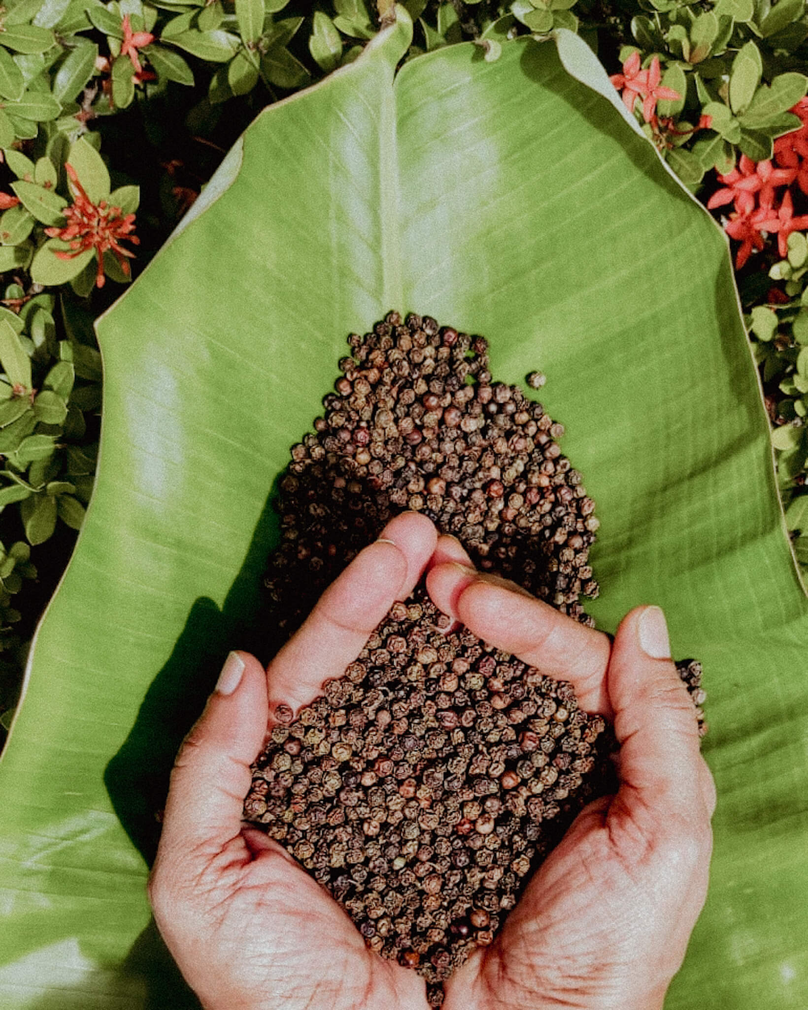 Purvina Black Peppercorns